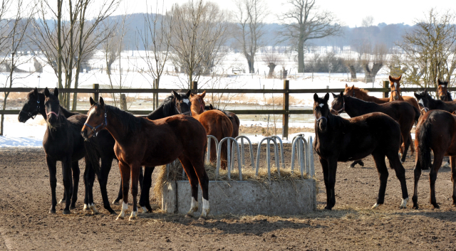 Die Gruppe der Jährlingsstuten im Gestüt Schäplitz - copyright Beate Langels, Trakehner Gestüt Hämelschenburg