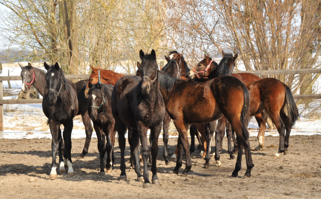 Eine Gruppe der Jhrlingshengste im Gestt Schplitz - copyright Beate Langels, Trakehner Gestt Hmelschenburg