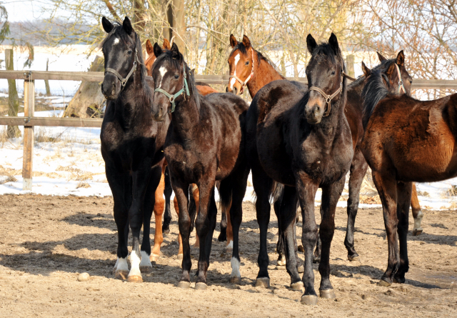 Eine Gruppe der Jährlingshengste im Gestüt Schäplitz - copyright Beate Langels, Trakehner Gestüt Hämelschenburg