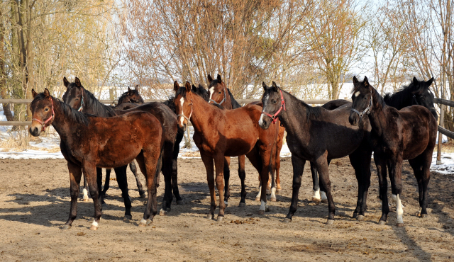 Eine Gruppe der Jhrlingshengste im Gestt Schplitz - copyright Beate Langels, Trakehner Gestt Hmelschenburg