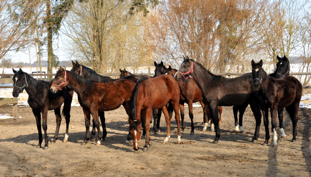 Eine Gruppe der Jährlingshengste im Gestüt Schäplitz - copyright Beate Langels, Trakehner Gestüt Hämelschenburg