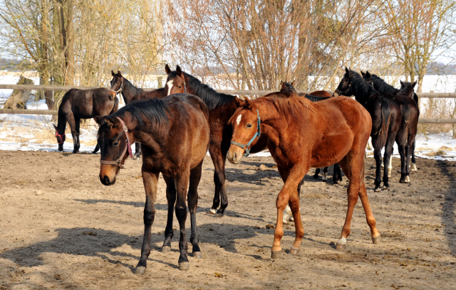 Eine Gruppe der Jährlingshengste im Gestüt Schäplitz - copyright Beate Langels, Trakehner Gestüt Hämelschenburg