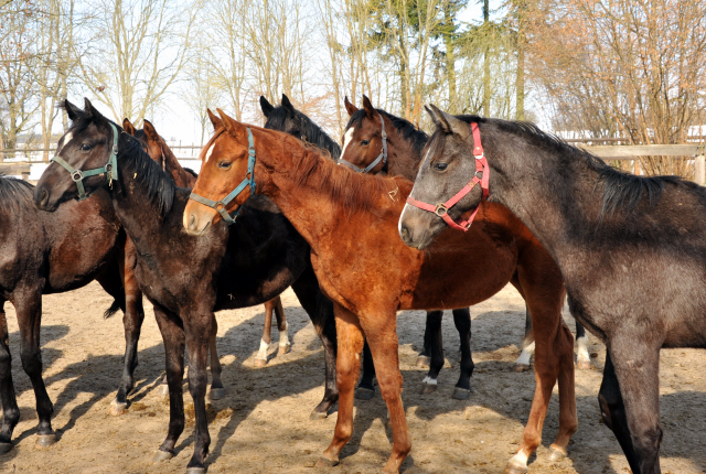 Eine Gruppe der Jährlingshengste im Gestüt Schäplitz - copyright Beate Langels, Trakehner Gestüt Hämelschenburg