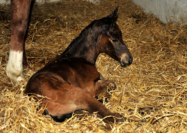 Klassic Touch - Trakehner Filly by Oliver Twist out of Pr. a. StPrSt. Klassic by Freudenfest out of Elitemare Kassuben by Enrico Caruso - Foto: Beate Langels - Trakehner Gestt Hmelschenburg