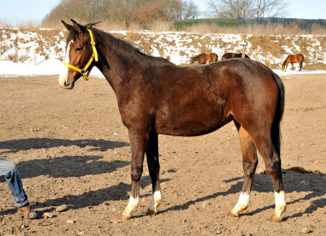 Zweijhrige Stute von Saint Cyr u.d. Grace Note v. Alter Fritz im Gestt Schplitz - copyright Beate Langels, Trakehner Gestt Hmelschenburg