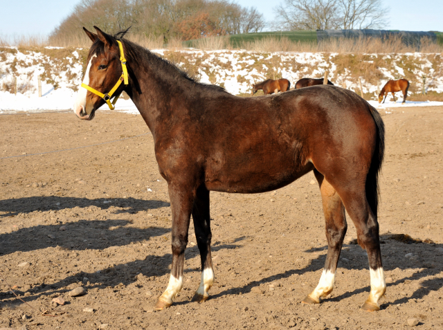 Zweijährige Stute von Saint Cyr u.d. Grace Note v. Alter Fritz im Gestüt Schäplitz - copyright Beate Langels, Trakehner Gestüt Hämelschenburg