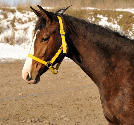 Zweijährige Stute von Saint Cyr u.d. Grace Note v. Alter Fritz im Gestüt Schäplitz - copyright Beate Langels, Trakehner Gestüt Hämelschenburg