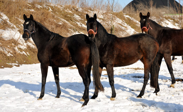 Schwalbenmelodie v. Kostolany, Karmencita v. Insterburg und Gloria v. Shavalou im Gestüt Schäplitz - copyright Beate Langels, Trakehner Gestüt Hämelschenburg