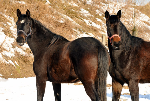 Karmencita v. Insterburg und Schwalbenmelodie v. Kostolany im Gestüt Schäplitz - copyright Beate Langels, Trakehner Gestüt Hämelschenburg