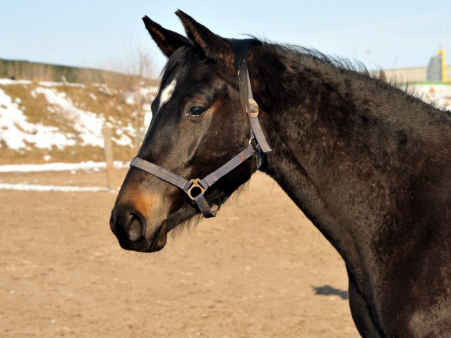 Schwalbenmelodie v. Kostolany im Gestüt Schäplitz - copyright Beate Langels, Trakehner Gestüt Hämelschenburg