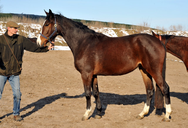 3jhrige Stute GALIANA von Exclusiv u.d. Gwendolyn von Maetro im Gestt Schplitz - copyright Beate Langels, Trakehner Gestt Hmelschenburg