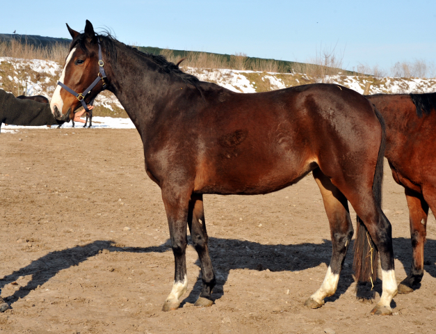 3jhrige Stute GALIANA von Exclusiv u.d. Gwendolyn von Maetro im Gestt Schplitz - copyright Beate Langels, Trakehner Gestt Hmelschenburg