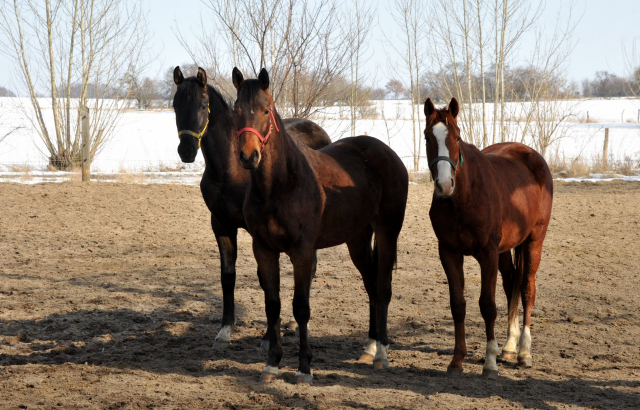 Die Gruppe der 2-jährigen Hengste im Gestüt Schäplitz - copyright Beate Langels, Trakehner Gestüt Hämelschenburg