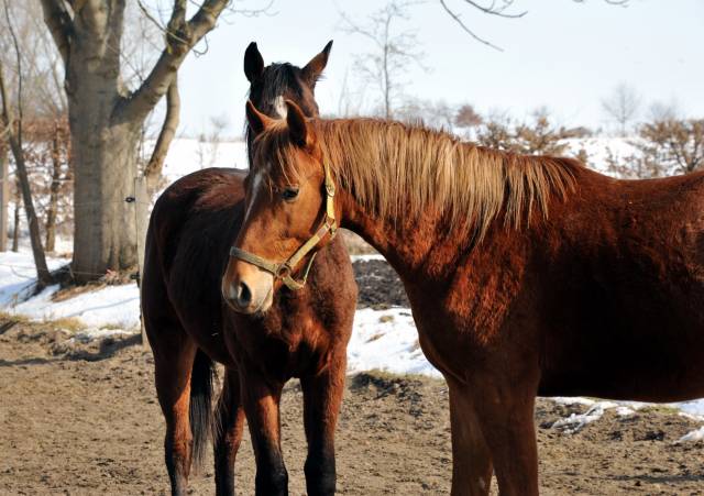 Die Gruppe der 2-jährigen Hengste im Gestüt Schäplitz - copyright Beate Langels, Trakehner Gestüt Hämelschenburg
