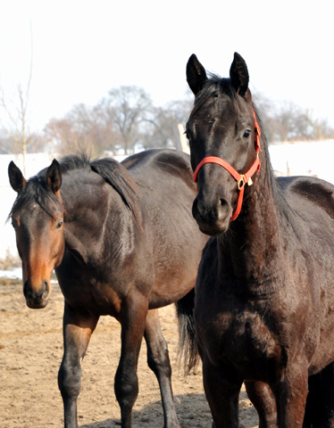 Die Gruppe der 2-jährigen Hengste im Gestüt Schäplitz - copyright Beate Langels, Trakehner Gestüt Hämelschenburg