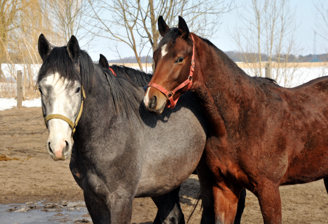 Die Gruppe der 2-jährigen Hengste im Gestüt Schäplitz - copyright Beate Langels, Trakehner Gestüt Hämelschenburg