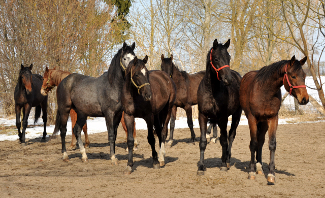 Die Gruppe der 2-jährigen Hengste im Gestüt Schäplitz - copyright Beate Langels, Trakehner Gestüt Hämelschenburg