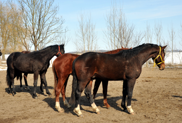 Die Gruppe der 2-jährigen Hengste im Gestüt Schäplitz - copyright Beate Langels, Trakehner Gestüt Hämelschenburg