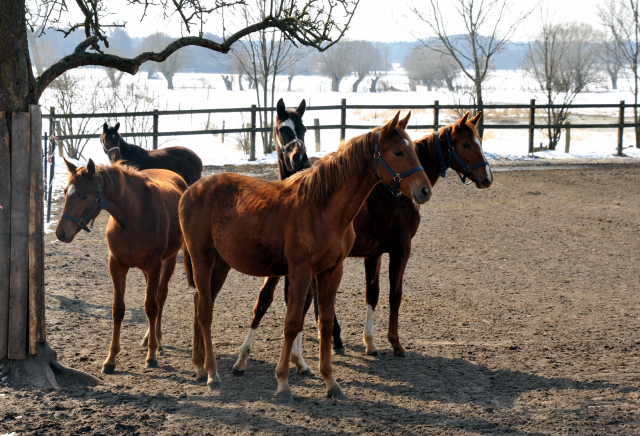 Die Gruppe der Jährlingsstuten imGestüt Schäplitz - copyright Beate Langels, Trakehner Gestüt Hämelschenburg