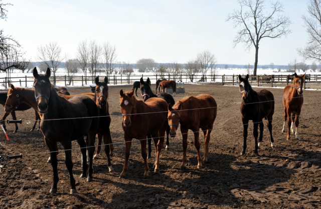 Die Gruppe der Jährlingsstuten imGestüt Schäplitz - copyright Beate Langels, Trakehner Gestüt Hämelschenburg