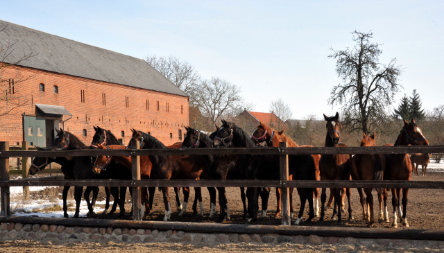Die Gruppe der Jährlingsstuten im Gestüt Schäplitz - copyright Beate Langels, Trakehner Gestüt Hämelschenburg