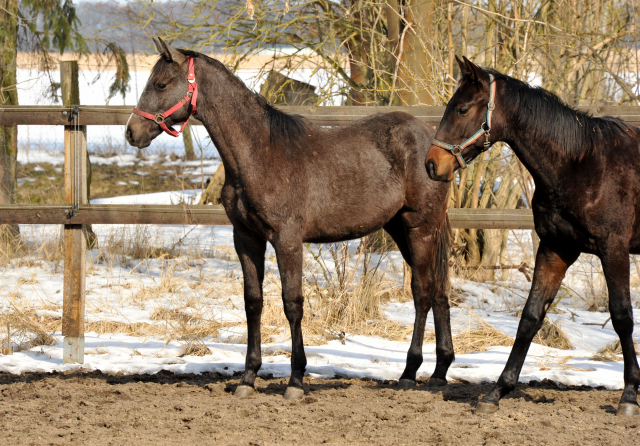 Eine Gruppe der Jhrlingshengste im Gestt Schplitz - copyright Beate Langels, Trakehner Gestt Hmelschenburg