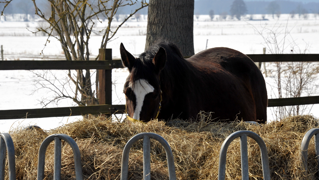 Gwendolyn v. Maestro im Gestt Schplitz - copyright Beate Langels, Trakehner Gestt Hmelschenburg