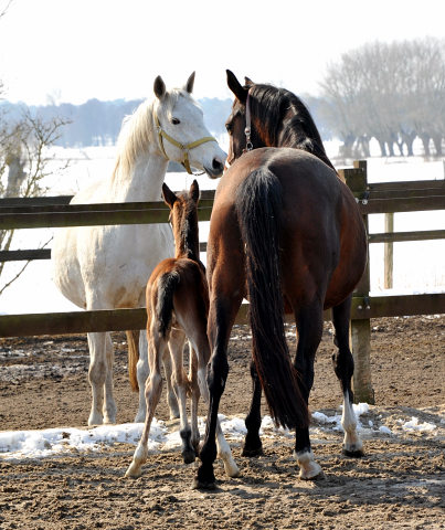 Thalia und Karalina im Gestüt Schäplitz - copyright Beate Langels, Trakehner Gestüt Hämelschenburg