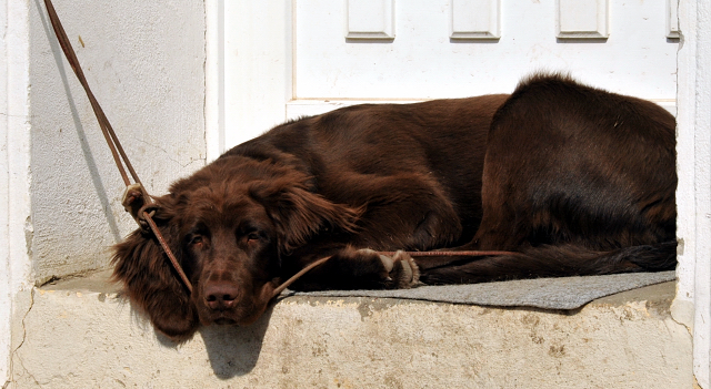 Der Wachhund - Gestüt Schäplitz - copyright Beate Langels, Trakehner Gestüt Hämelschenburg