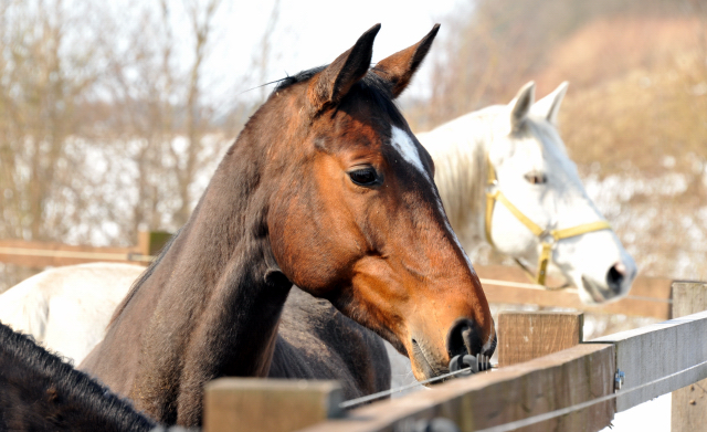 Val de Vienne im Gestüt Schäplitz - copyright Beate Langels, Trakehner Gestüt Hämelschenburg