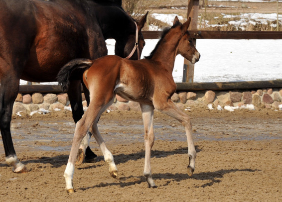 5 Tage altes Stutfohlen von Freudenfest u.d. Karalina v. Exclusiv im Gestüt Schäplitz - copyright Beate Langels, Trakehner Gestüt Hämelschenburg