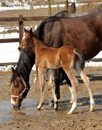 5 Tage altes Stutfohlen von Freudenfest u.d. Karalina v. Exclusiv im Gestüt Schäplitz - copyright Beate Langels, Trakehner Gestüt Hämelschenburg