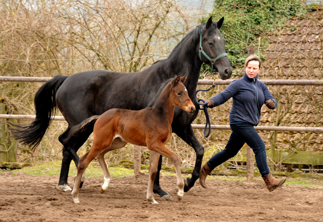 4 Wochen alt Hengstfohlen von Oliver Twist u.d. Pr.St. Orvieta v. 
Hohenstein u.d. Elitestute Odessa v. Kostolany - Foto: Beate Langels Gestt Hmelschenburg