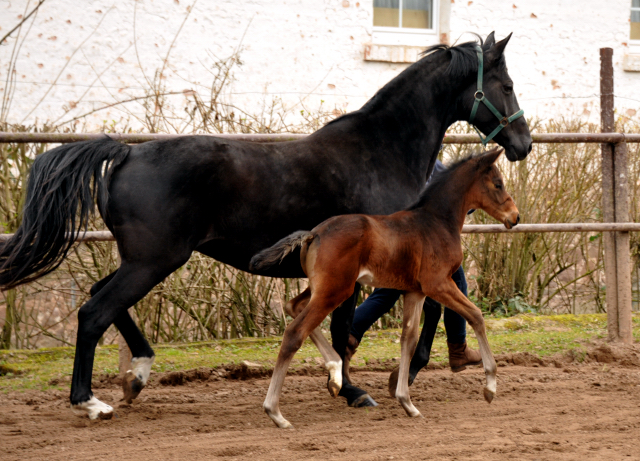 4 Wochen alt Hengstfohlen von Oliver Twist u.d. Pr.St. Orvieta v. 
Hohenstein u.d. Elitestute Odessa v. Kostolany - Foto: Beate Langels Gestt Hmelschenburg