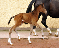 Stutfohlen von High Motion u.d. Greta Garbo, Foto: Beate Langels - Gestüt Hämelschenburg