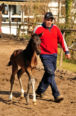 Schwalben Surprise v. Quantensprung x Totilas im Trakehner  Gestt Hmelschenburg