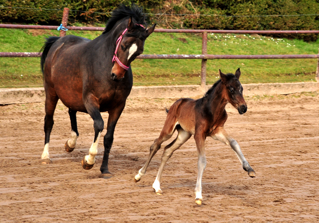 Schwalben Surprise v. Quantensprung x Totilas im Trakehner  Gestt Hmelschenburg