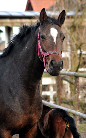 Schwalbendiva von Totilas - im Trakehner  Gestt Hmelschenburg