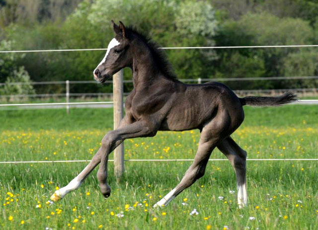 Trakehner Hengstfohlen von Saint Cyr - Friedensfrst, Foto: Luisa Klein