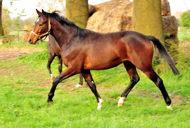 Hengst von Summertime u.d. Pr.u.StPrSt. Klassic v. Freudenfest - Foto Beate Langels Gestt Hmelschenburg