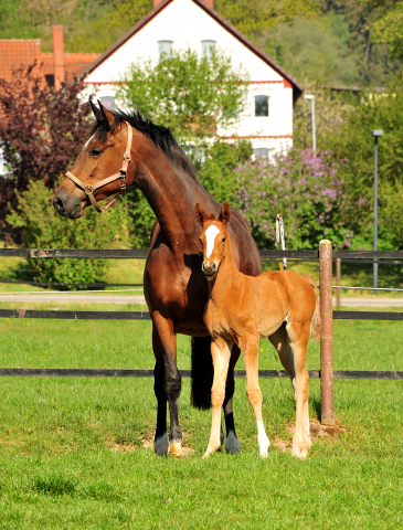 Trakehner Filly by High Motion with Kalida by Oliver Twist - Trakehner Gestt Hmelschenburg - Foto: Beate Langels - Trakehner Gestt Hmelschenburg