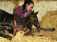 Hengstfohlen v. Summertime u.d. Schwalbenspiel v. Exclusiv