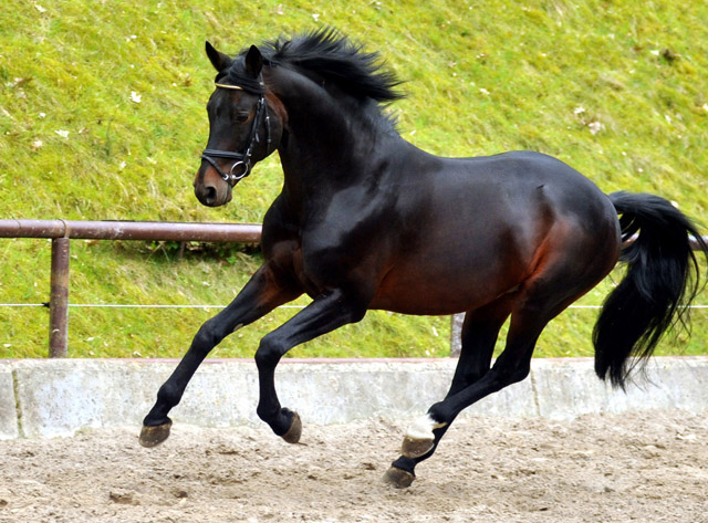 Oliver Twist v. Monteverdi - Sixtus - Consul (Foto: Beate Langels) - Trakehner Gestt Hmelschenburg
