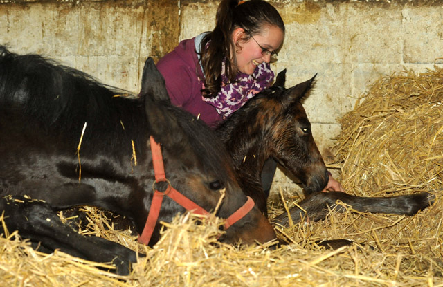 Trakehner Hengstfohlen von Summertime u.d. Elitestute Schwalbenspiel v. Exclusiv, Foto: Beate Langels, Trakehner Gestt Hmelschenburg