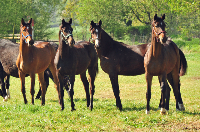 Jhrlingsstuten im Trakehner Gestt Hmelschenburg - Foto: Beate Langels - Trakehner Gestt Hmelschenburg