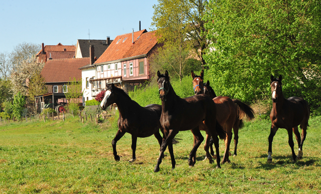 Jhrlingsstuten im Trakehner Gestt Hmelschenburg - Foto: Beate Langels - Trakehner Gestt Hmelschenburg