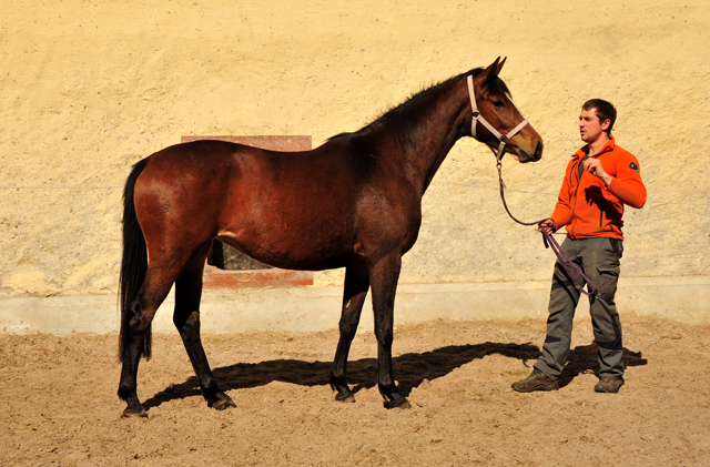 3jhrige Stute Schwalbenaura v. Kacyo u.d. Schwalbensage v. Grand Corazon - 
Trakehner Gestt Hmelschenburg - Foto: Beate Langels