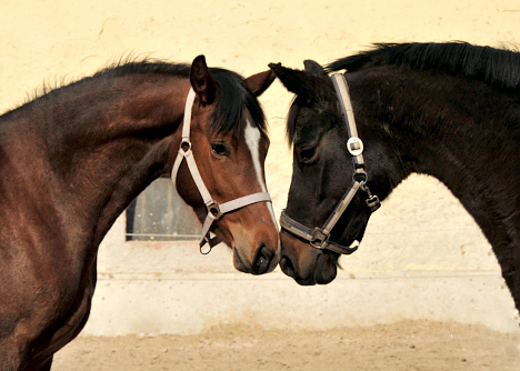 3jhrige Stute Schwalbenaura v. Kacyo u.d. Schwalbensage v. Grand Corazon - 
Trakehner Gestt Hmelschenburg - Foto: Beate Langels