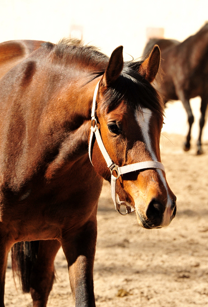 3jhrige Stute Schwalbenaura v. Kacyo u.d. Schwalbensage v. Grand Corazon - 
Trakehner Gestt Hmelschenburg - Foto: Beate Langels