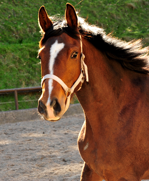 3jhrige Stute Schwalbenaura v. Kacyo u.d. Schwalbensage v. Grand Corazon - 
Trakehner Gestt Hmelschenburg - Foto: Beate Langels